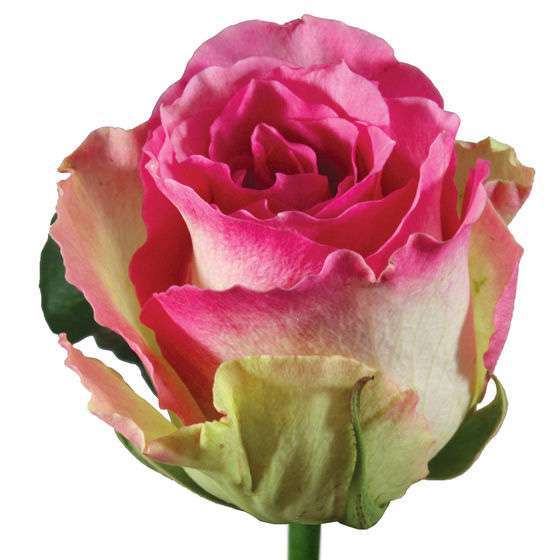 Rosa Malibu (Роза Малибу) В50