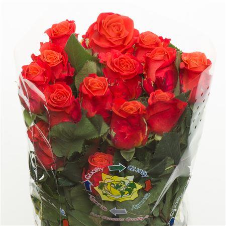 Rosa Orange Crush (Роза Оранж Краш) В50