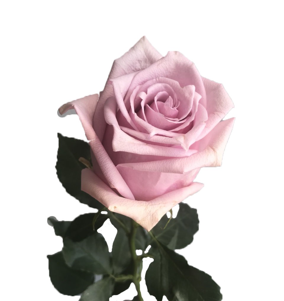 Rosa Nautica (Роза Наутика) В50