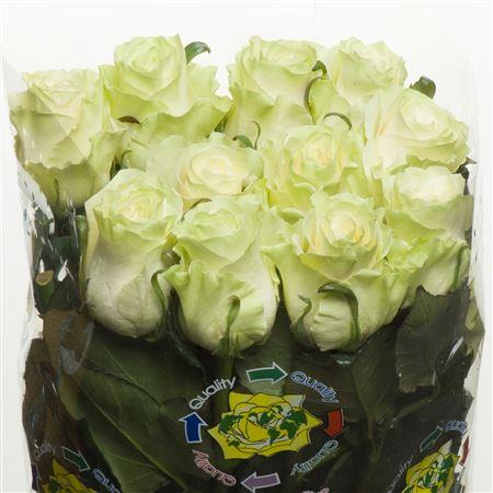 Rosa Mondial (Роза Мондиаль) B60 Hayat