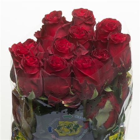 Rosa Explorer (Роза Эксплорер) В80 Best