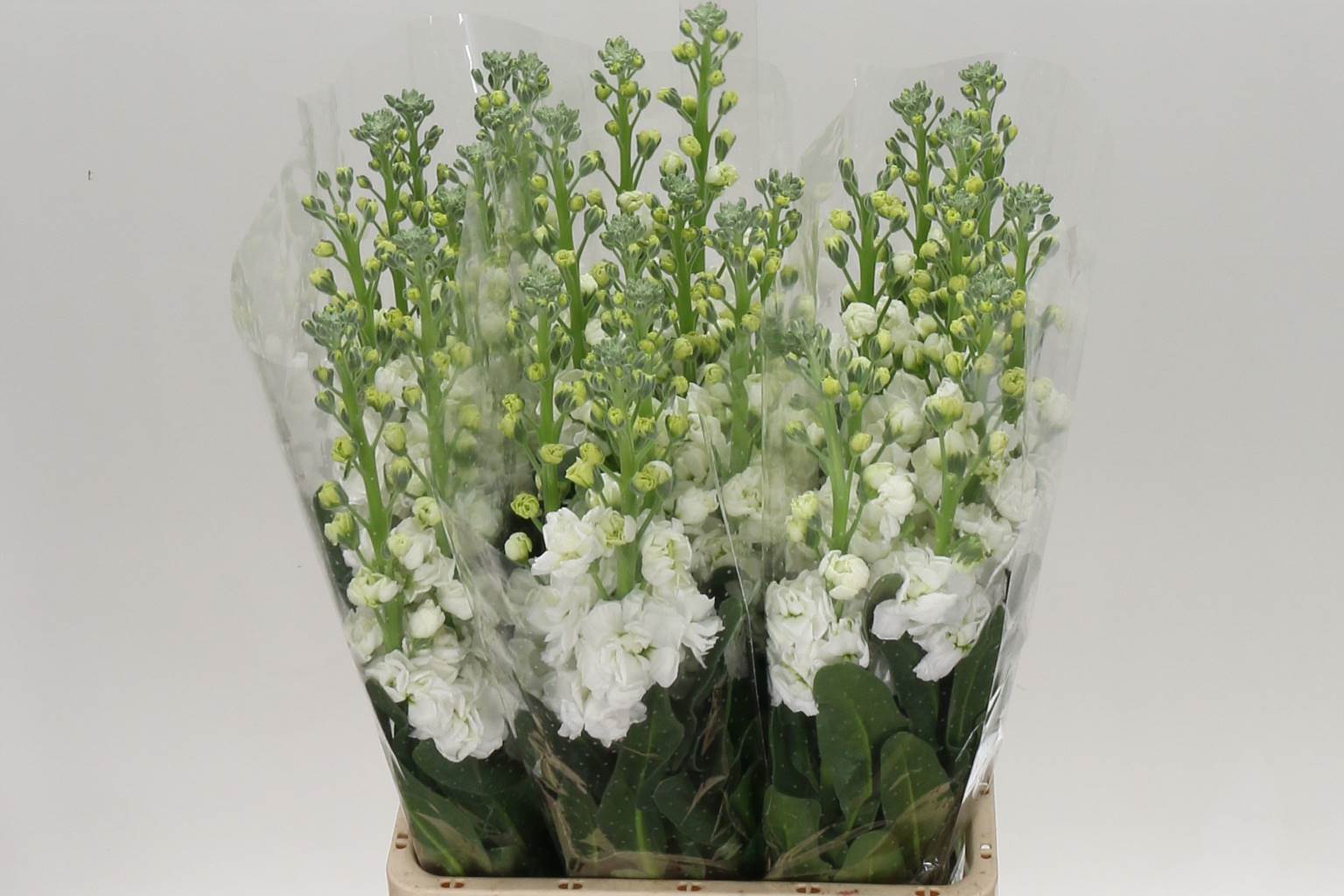 Matthiola Ov (Маттиола Ов) В65