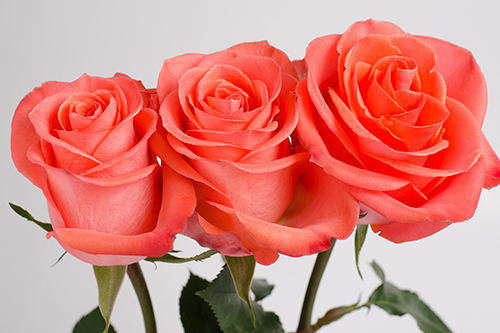 Rosa Gr Wow (Роза Вау) В80 Армения