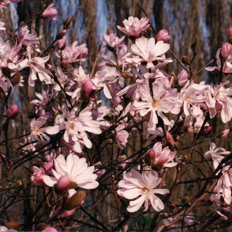 Магнолия звездчатая Rosea (Розеа)