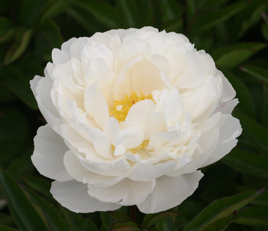 Пион травянистый Gardenia (Гардения)