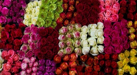 Rose mix Colors (Роза микс) B70 Royal Flowers