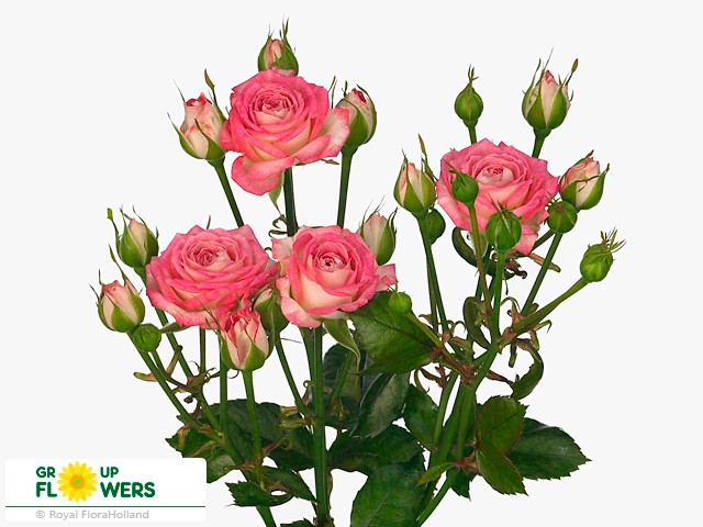 Spray Roses Assorted Colors ( Кустовая Роза микс ) B40 Royal Flowers