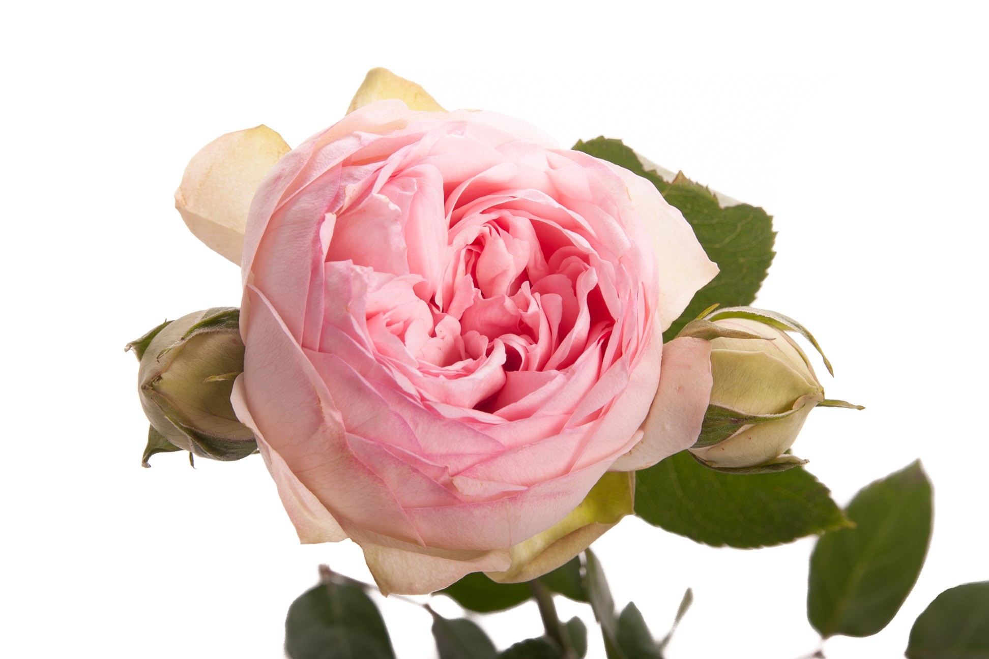 Rosa Garden Bridal Piano (Роза Гарден Бридал пиано) В60