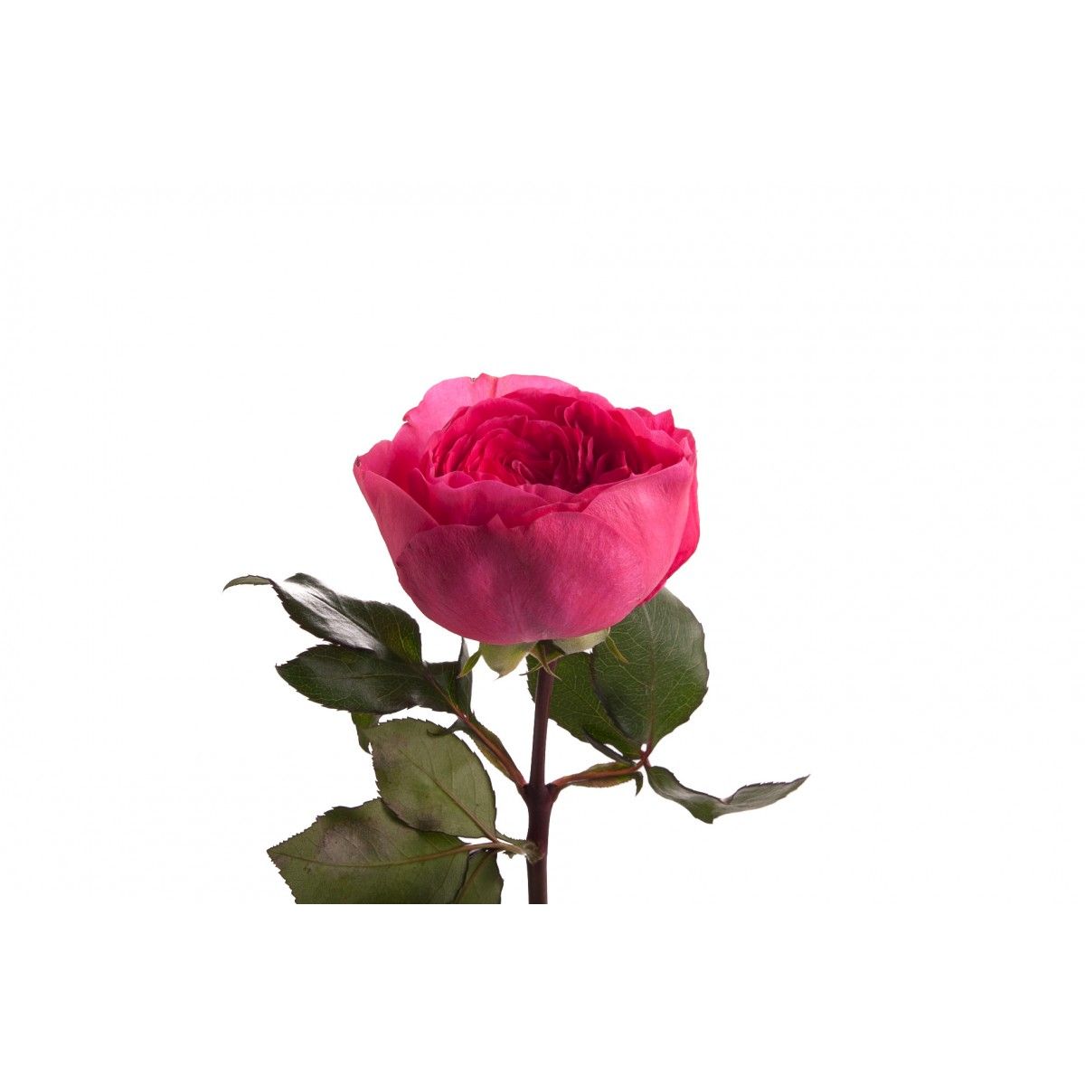 Rosa Garden Baronesse (Роза Гарден Баронессе) В50