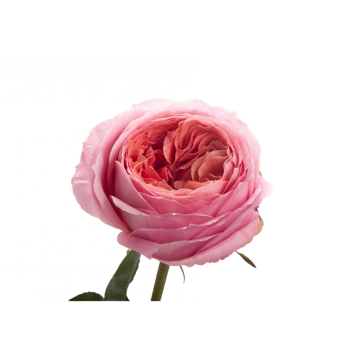 Rosa Garden Romantic Antique (Роза Гарден Романтик Антикви) В50