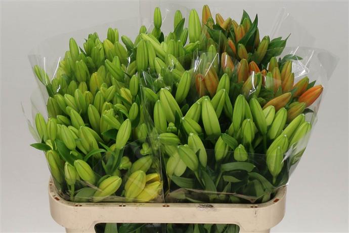 Lilium Ot Assorteed (Лилия От Ассорти) Piaveri