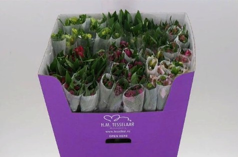 Alstromeria MIX (Альстромерия микс) В40 Galaxy
