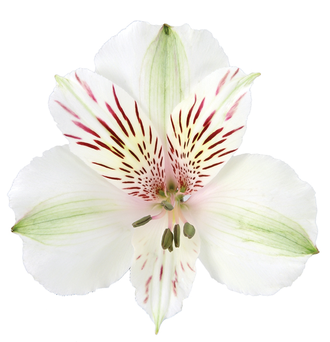 Alstroemeria Himalaya (Альстромерия Гималая) В80