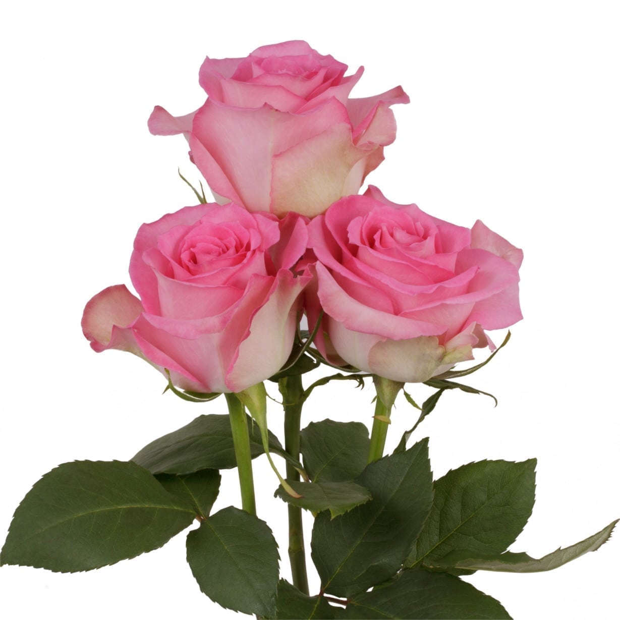 Rosa Gr Sweet Unique ( Свеет Уник ) В60 SUNSET VALLEY