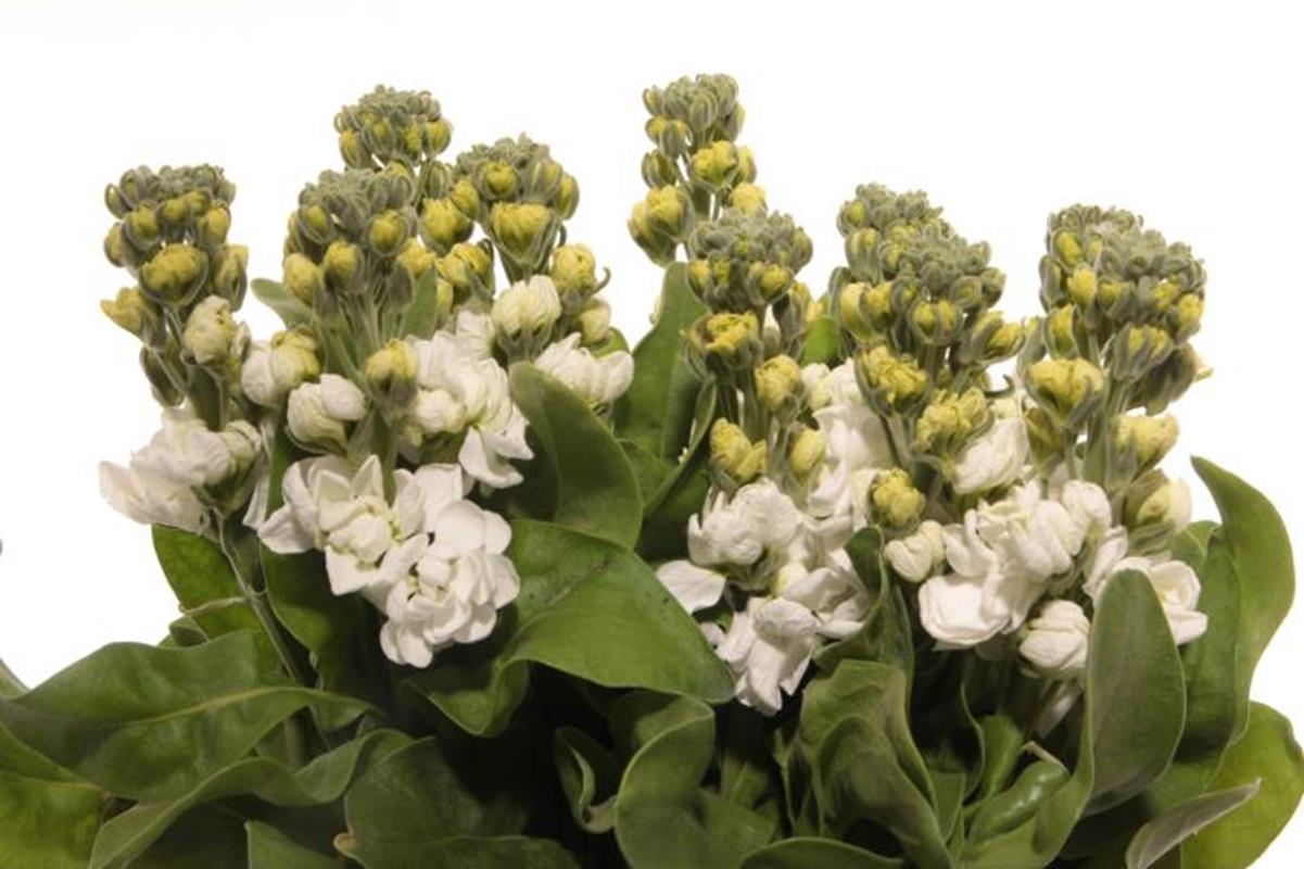 Matthiola centurion white (Маттиола центурион вайт) В55