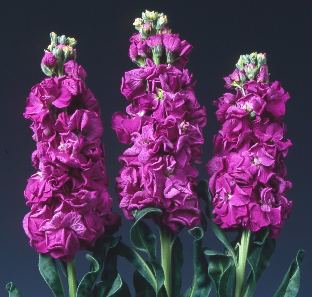 Matthiola iron purple(Маттиола айрон перпл)В55