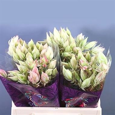 Kaaps groen blushing bride pink(Каапс гроен блашинг брайд пинк)В70