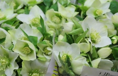 Helleborus Queens White (Хелеборус Гвинс Вайт) В40