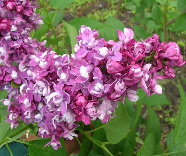 Сирень обыкновенная Etoile de Mai (Этуаль де Ме)