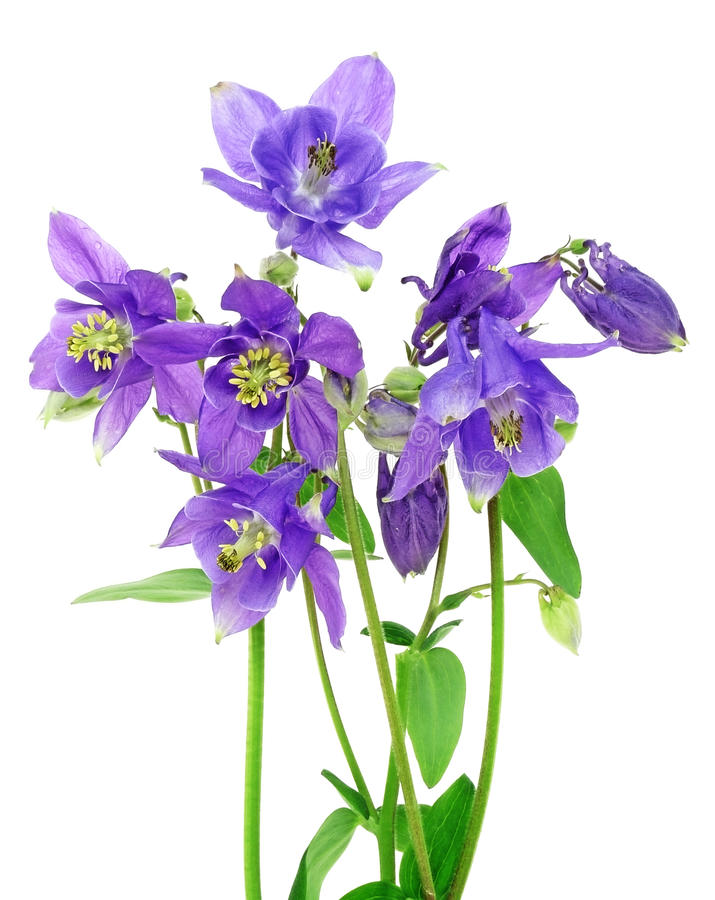 Aquilegia (Аквилегия) В70
