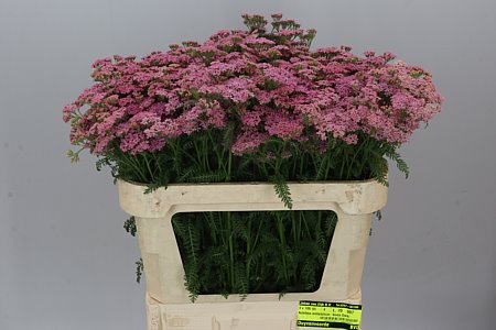 Achillea Anita Dark Pink (Ахелия Дарк Пинк) В70