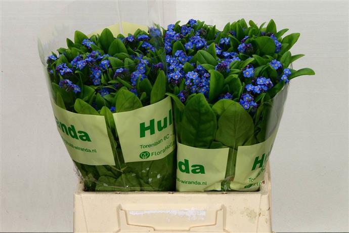 Myosotis Blau (Незабудки Голубые)