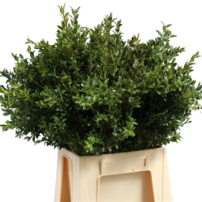 Buxus Green (P. Bunch) (Буксус Зеленый) В60