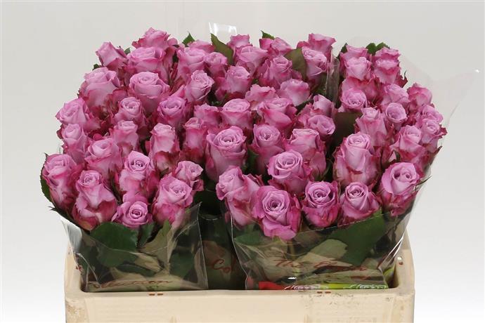 Rosa Gr Maritim (Роза Гр Мартим) Армения В70