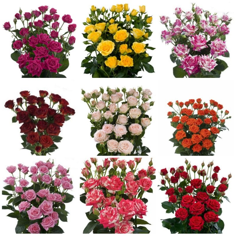 Rosa spray mix (Роза спрей микс) Армения В60