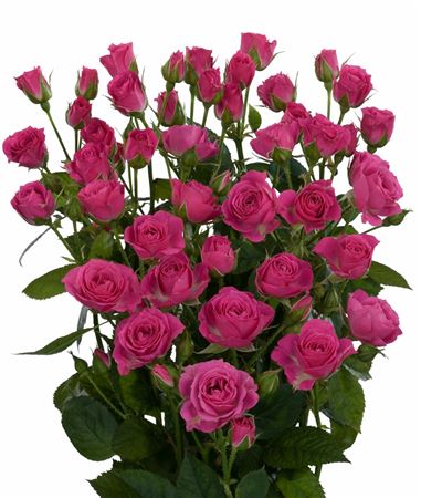 Rosa Spray Lovely Lydia (Роза Спрей Лавли Лидия) В60 ROSE HILL