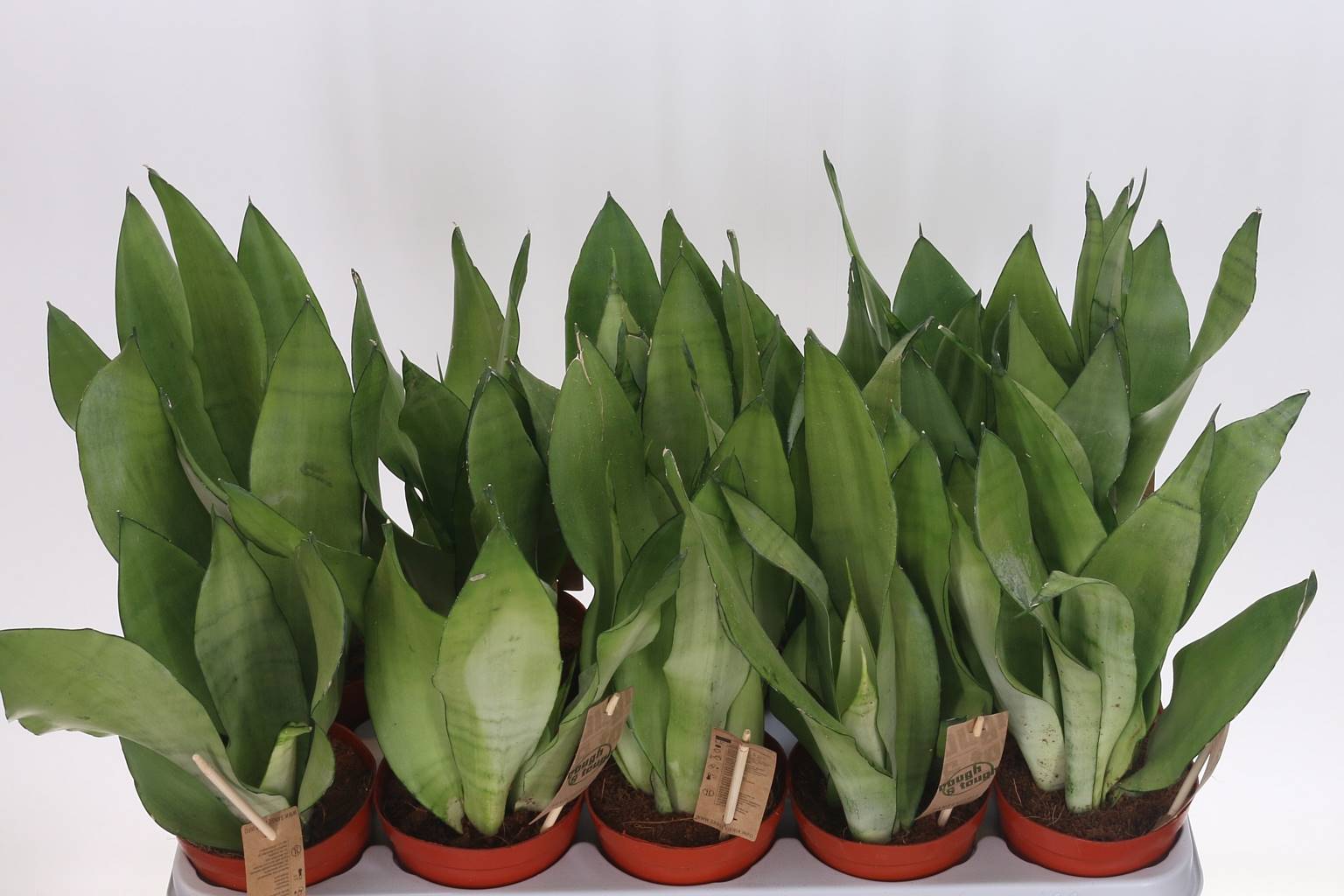 Сансевиерия Самогонный аппарат ( Sansevieria Moonshine ) W 12 см H 40 см