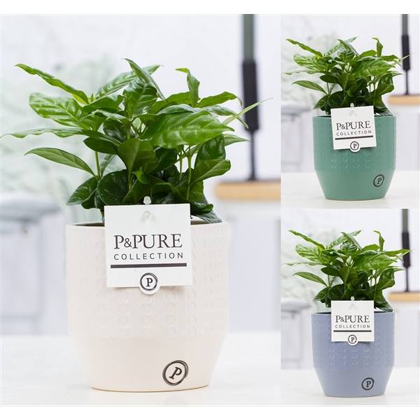 Кофе Арабика В Eline Ceramics Ass. 3 ( Coffea Arabica In Eline Ceramics Ass. 3 ) W 12 см H 20 см