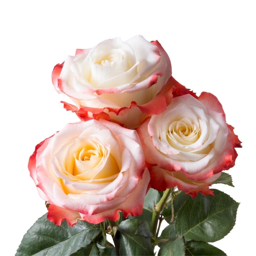 Rosa Gr Cabaret ( Кабарет ) В60 Star Roses