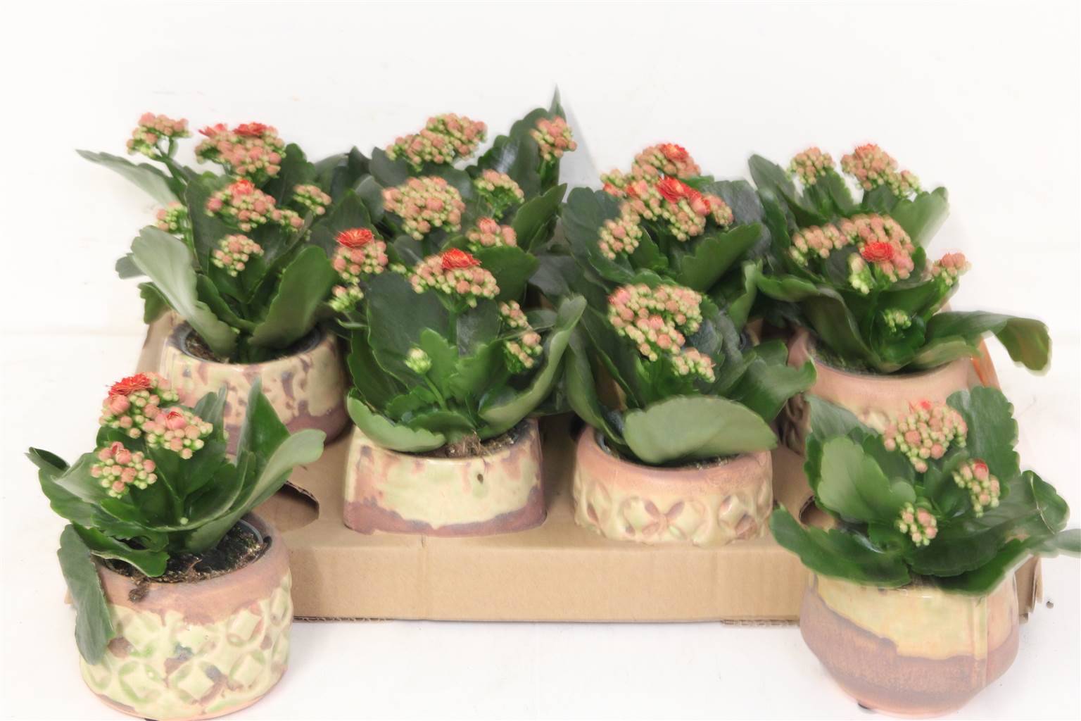 Композиция Каланхоэ Керамическое # ( Compo Kalanchoe Ceramique # ) W 7 см H 10 см