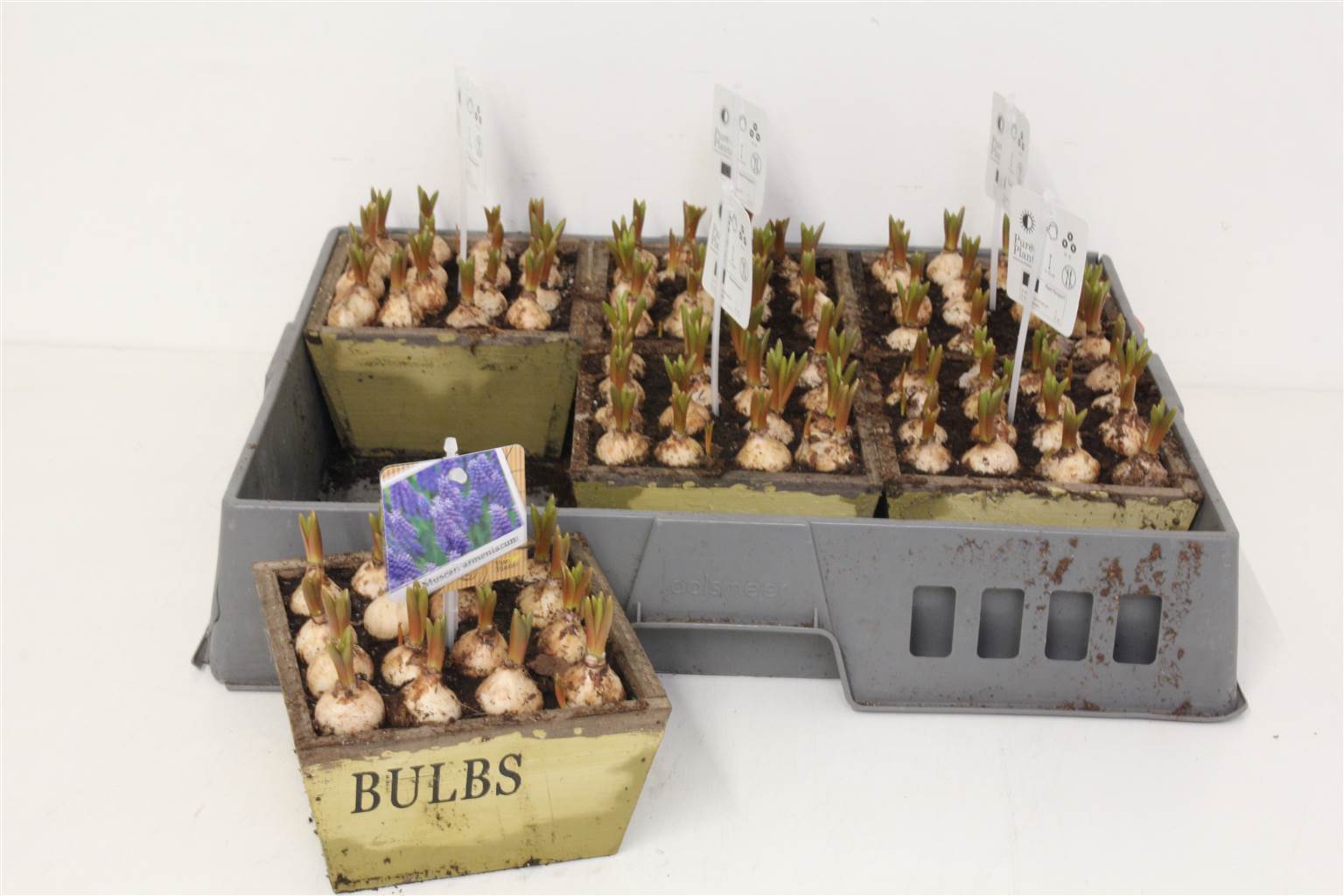 Композиция Мускари ( Compo Muscari ) W 17 см H 20 см
