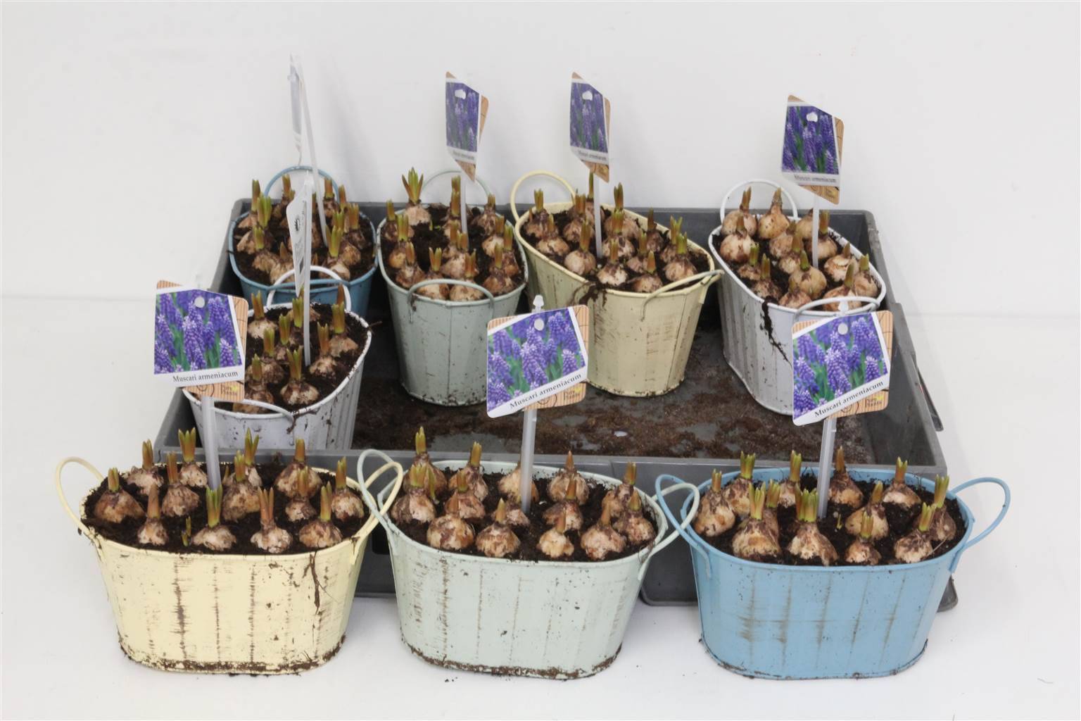 Композиция Мускари ( Compo Muscari ) W 14 см H 20 см