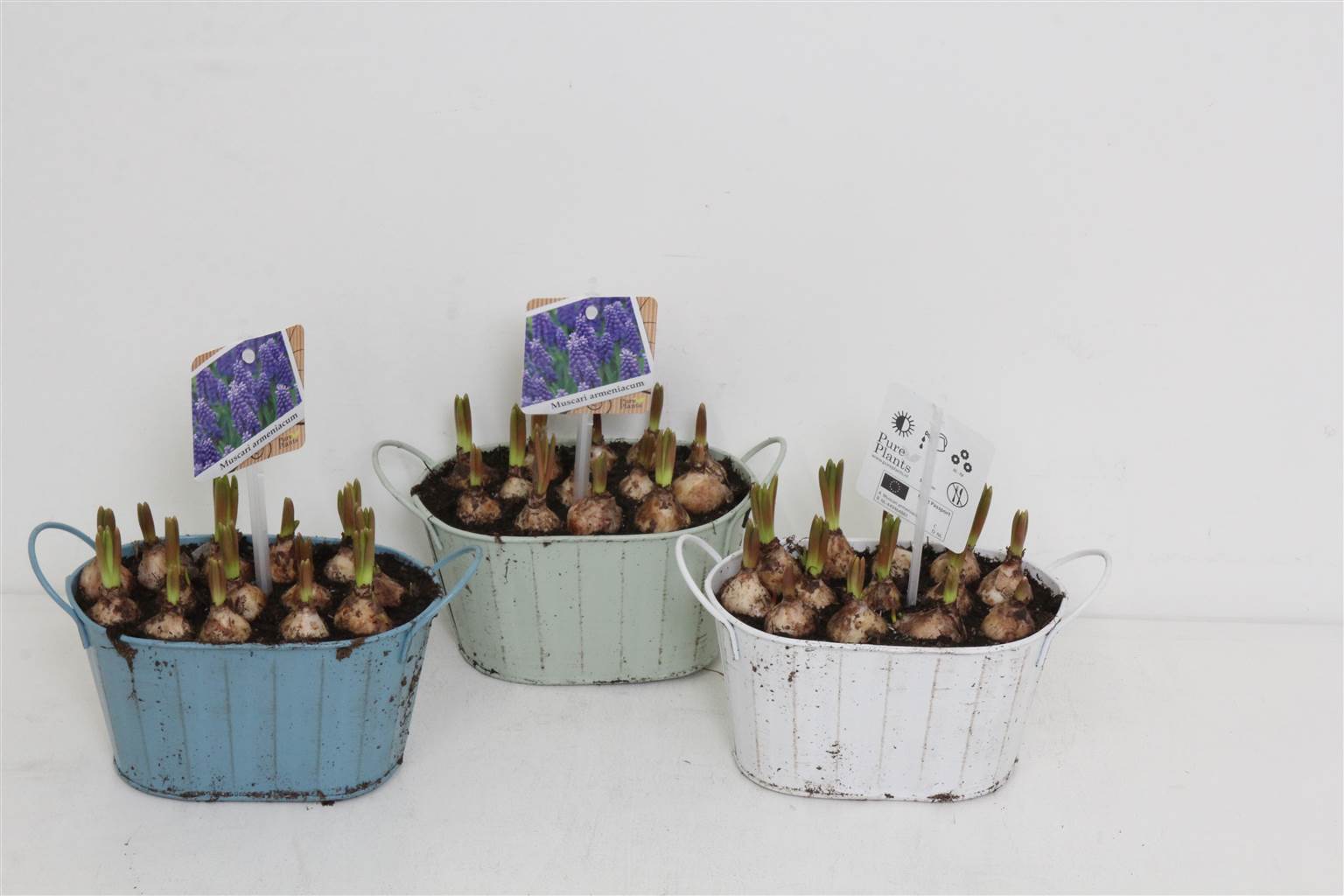 Композиция Мускари # ( Compo Muscari # ) W 14 см H 20 см