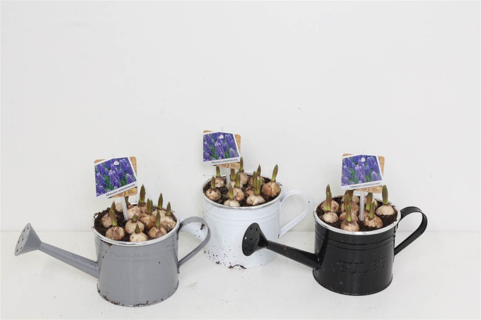 Композиция Лейка для Мускари # ( Compo Muscari Gieter # ) W 17 см H 25 см