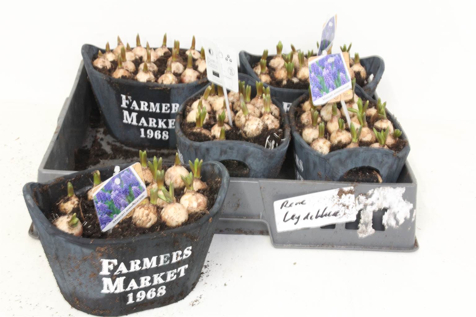 Композиция Тонна Мускари # ( Compo Muscari Ton # ) W 21 см H 25 см