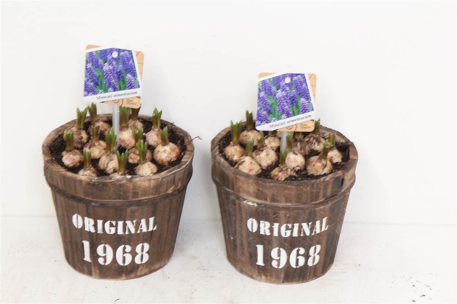 Композиция Тонна Мускари # ( Compo Muscari Ton # ) W 17 см H 25 см