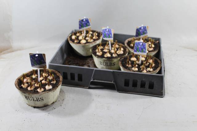 Композиция Древесина Мускари # ( Compo Muscari Hout # ) W 23 см H 20 см