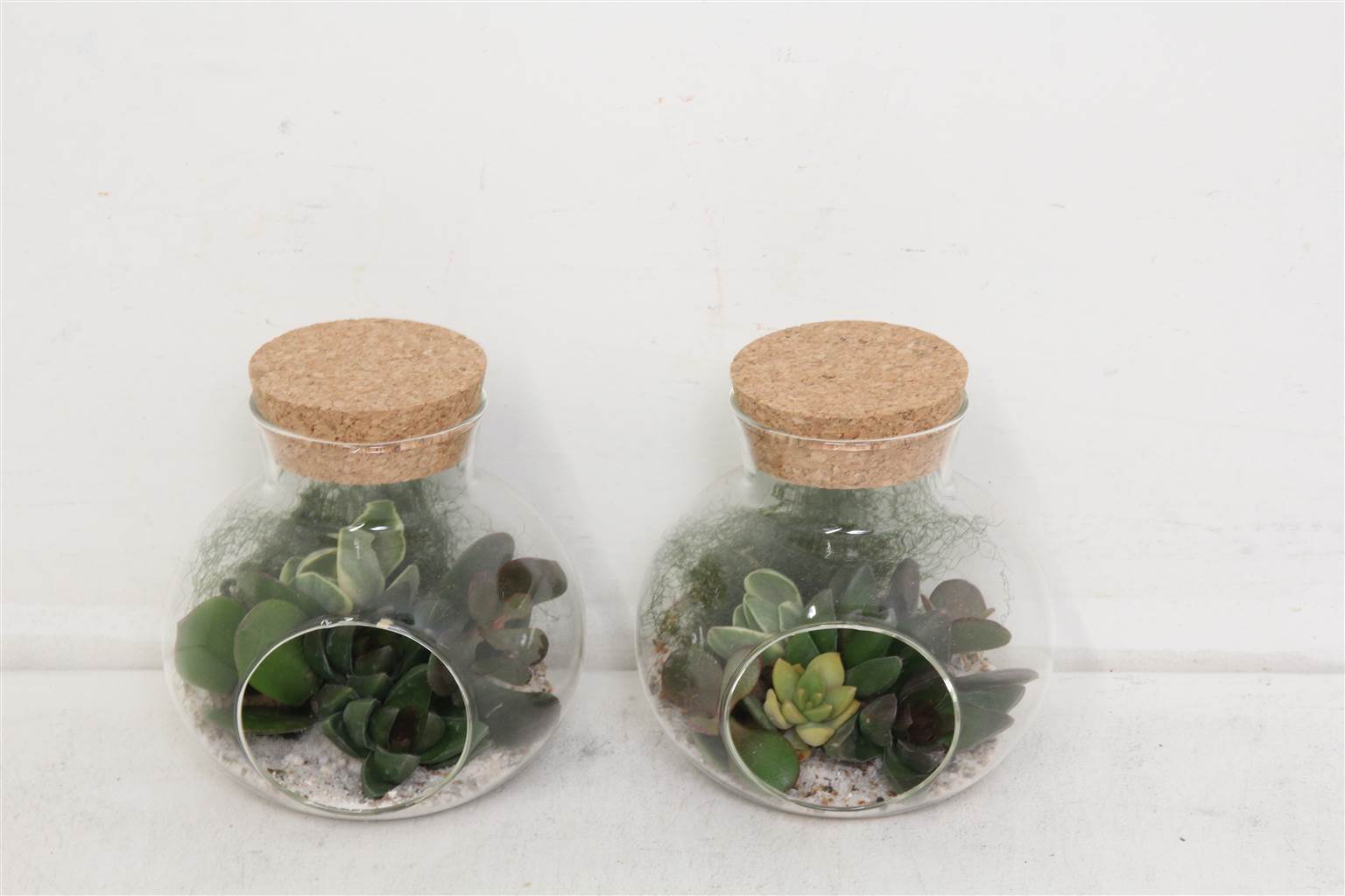 Композиция Pl В Чашке Пробковое Стекло 1 ( Compo Pl In Bowl Kurkglas 1 ) W 10 см H 15 см