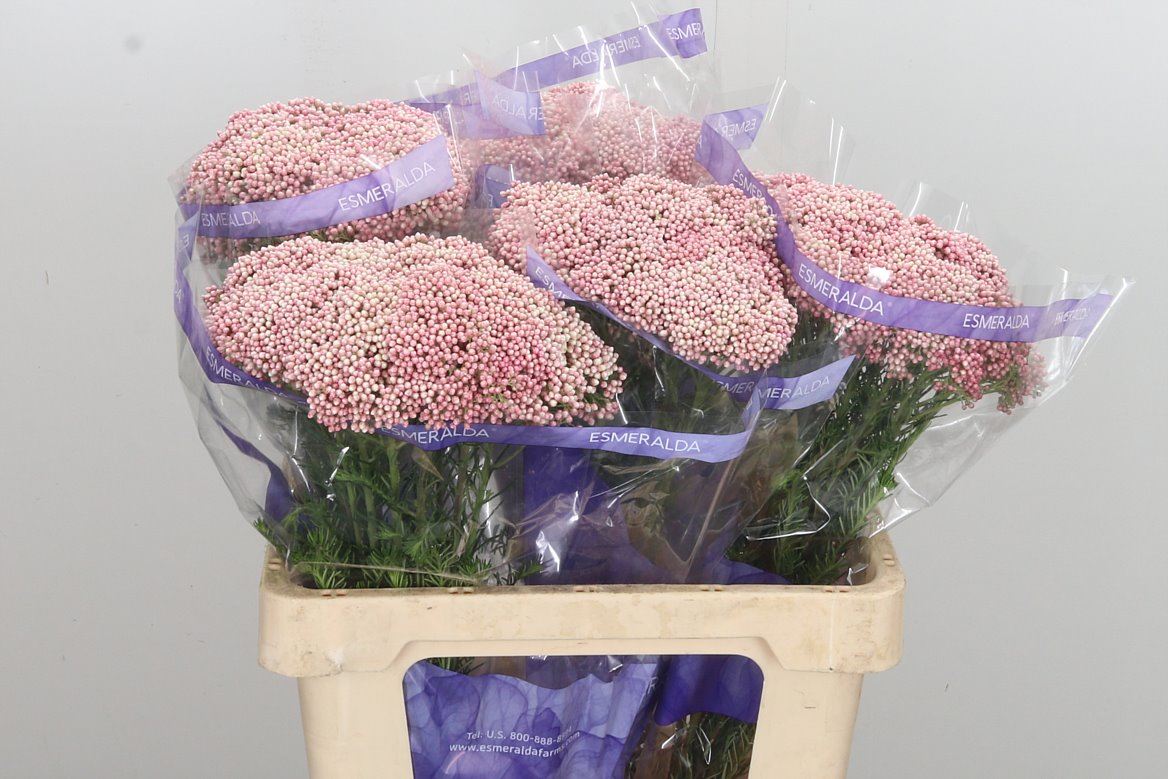 Ozothamnus cooks tall pink(Озотамнус кукс талл пинк)В60