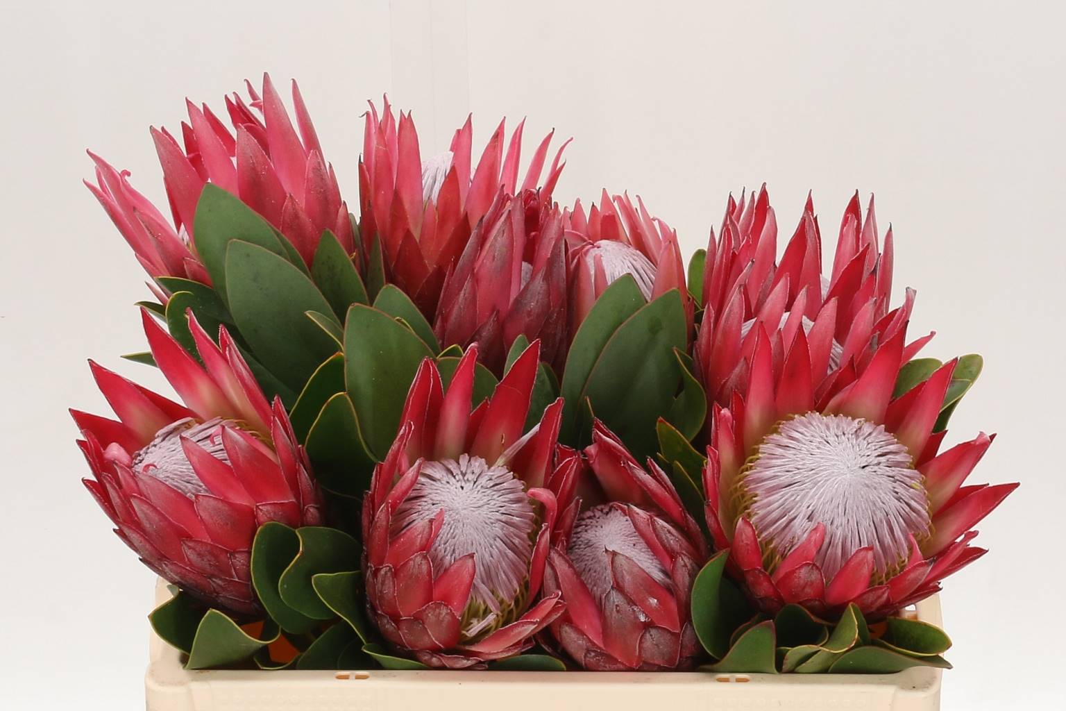 Protea Cy Madiba (Протея Мадиба) В70