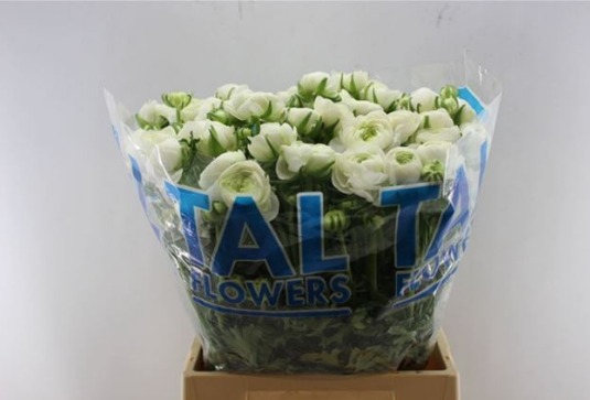 Ranunculus elegance white(Ранункулюс элеганс вайт) В45