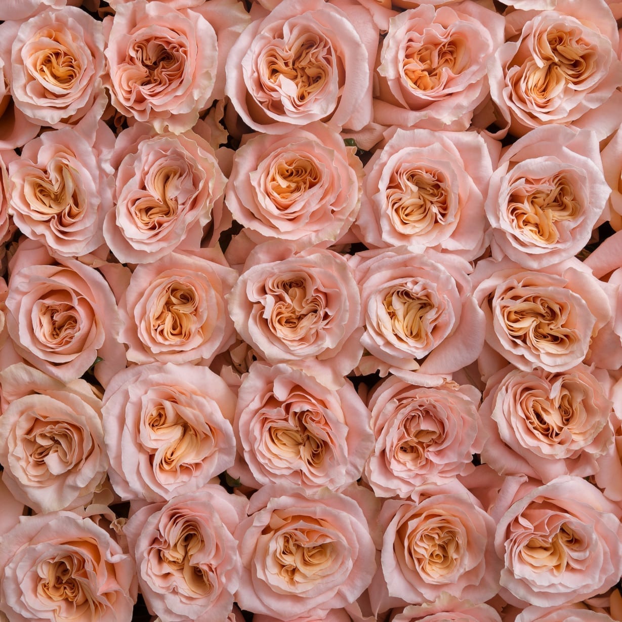 Rosa Gr Shimmer ( Шиммер ) В60 SUNSET VALLEY