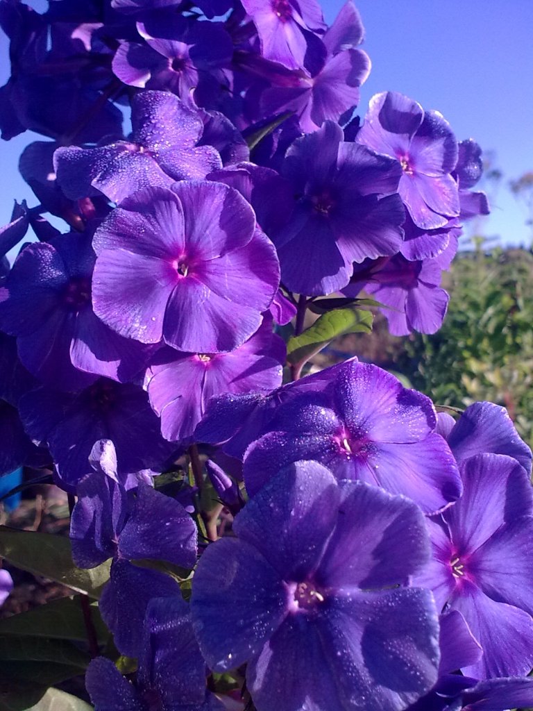 Флокс метельчатый Blue Paradise ( Блю Парадис)
