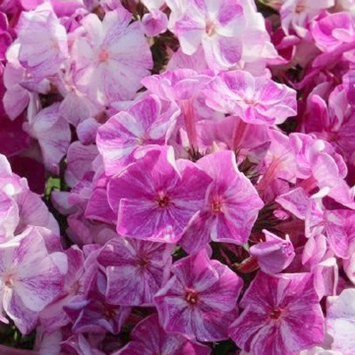 Флокс метельчатый Pink Shades (Пинк Шейдс)