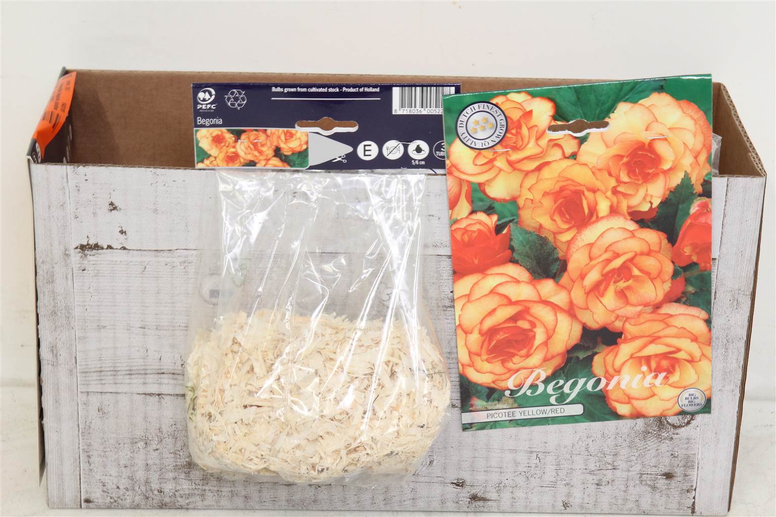 Цветочная луковица Бегония Пикоти Желтая и Красная X3 ( Flower bulb Begonia Picotee Yellow & Red X3