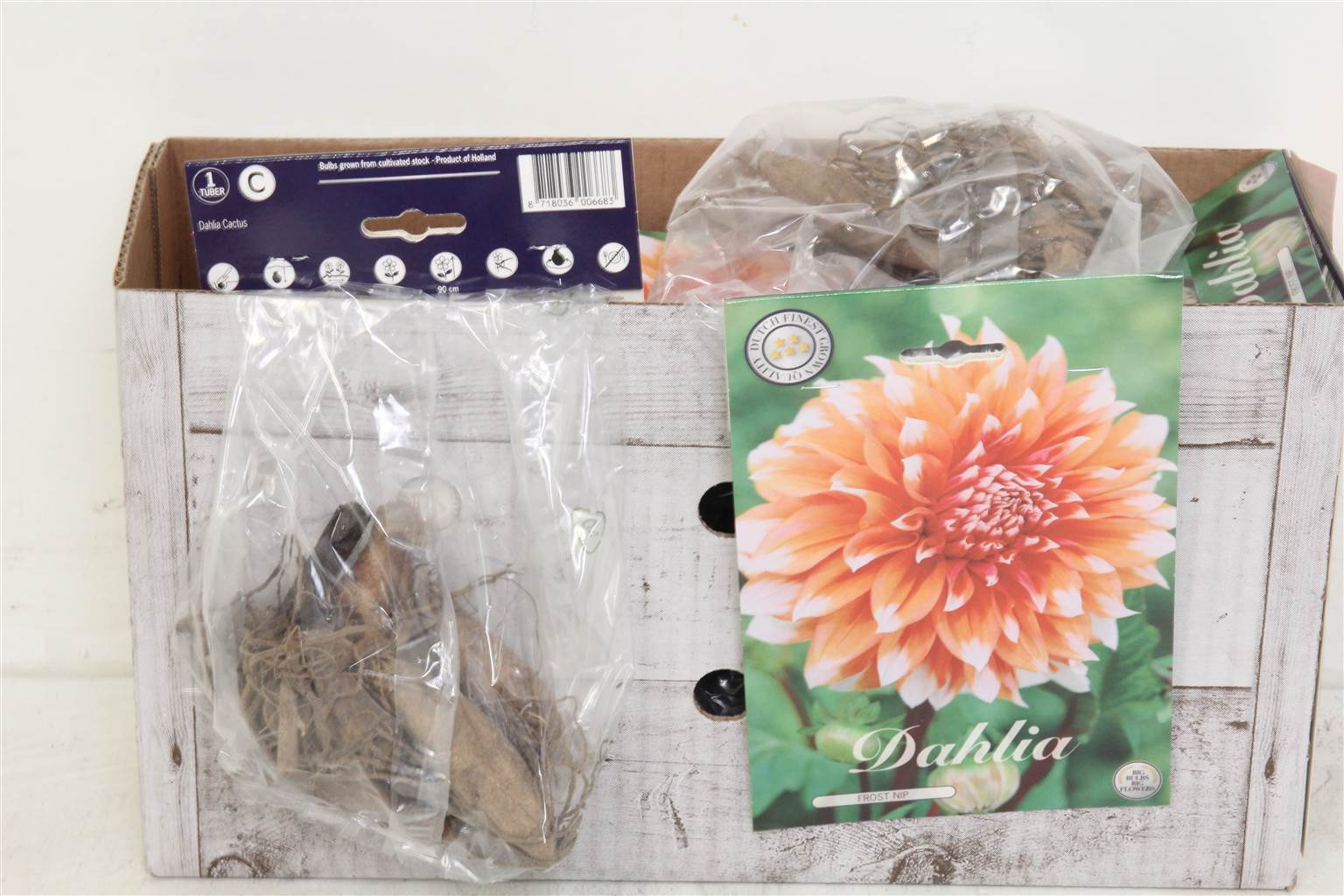 Цветочная луковица Георгин Кактус Морозный Укус X1 ( Flower bulb Dahlia Cactus Frost Nip X1 ) H 20 с